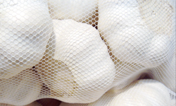 Shandong white Garlic photo 